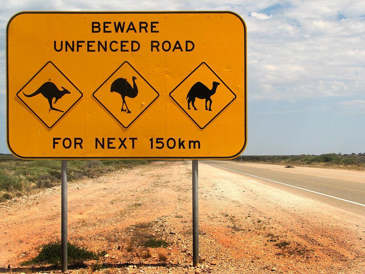 Warnschild für Kängurus, Emus und Kamele auf ungezäunter Straße